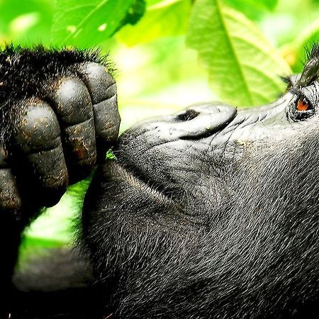 Sanctuary Gorilla Forest Camp Ntungamo (Ruhaama) Exterior photo
