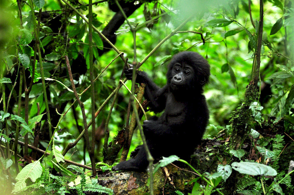 Sanctuary Gorilla Forest Camp Ntungamo (Ruhaama) Exterior photo