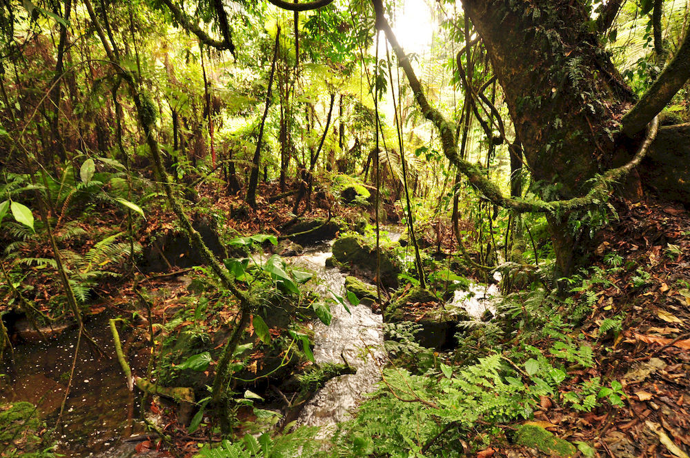 Sanctuary Gorilla Forest Camp Ntungamo (Ruhaama) Exterior photo